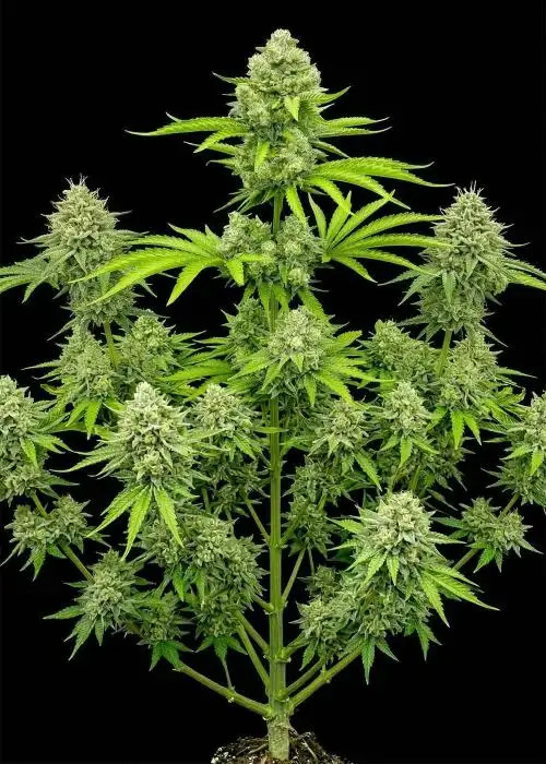 Deelite Autoflower