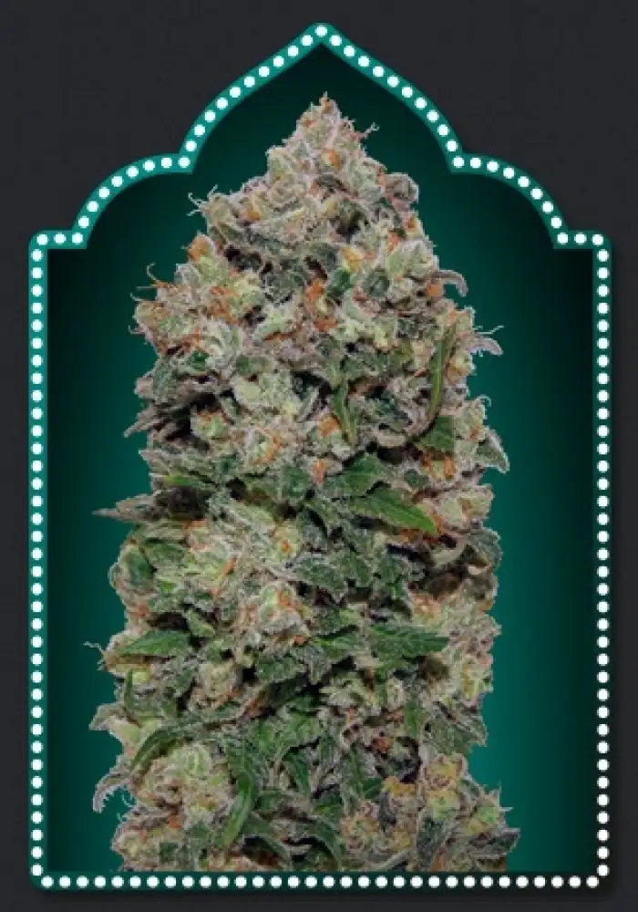 Northern Lights
