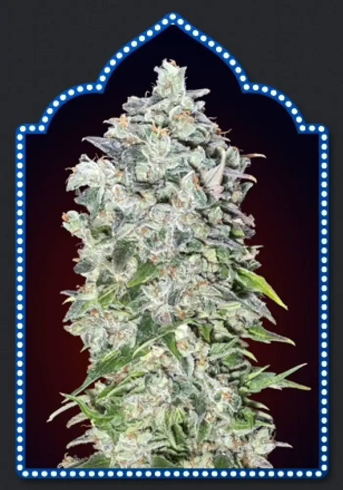Auto 00 Kush