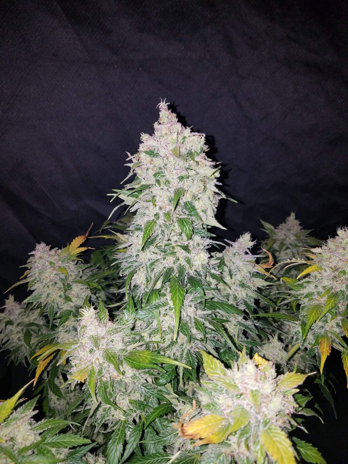 Stardawg cannabis strain