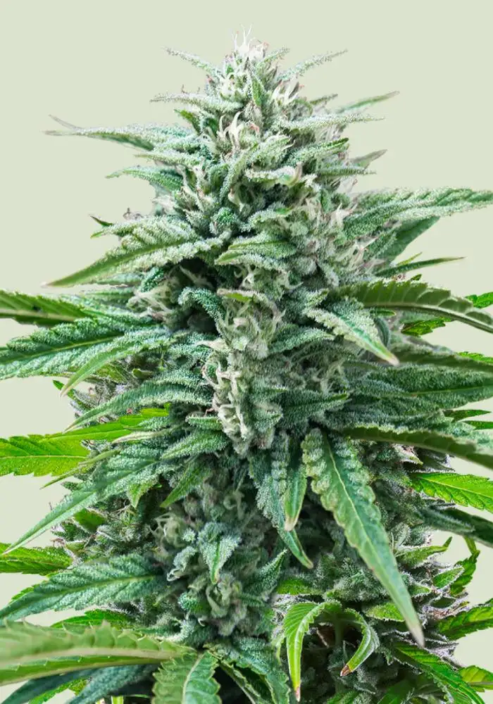 Trainwreck Automatic 