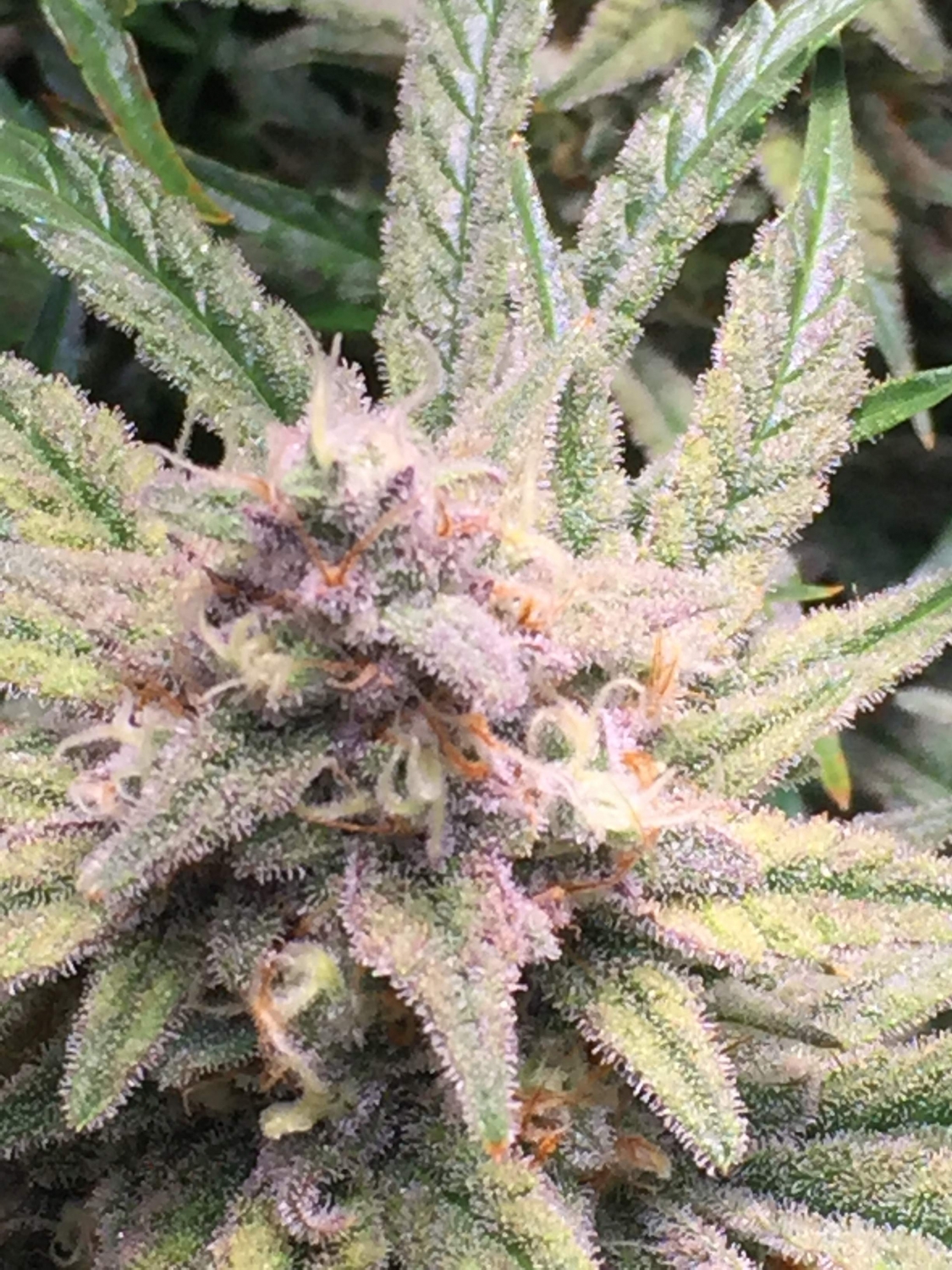 Double Grape Strain Info / Double Grape Weed By Mephisto