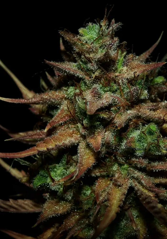 Illuminauto №18 Whitechem