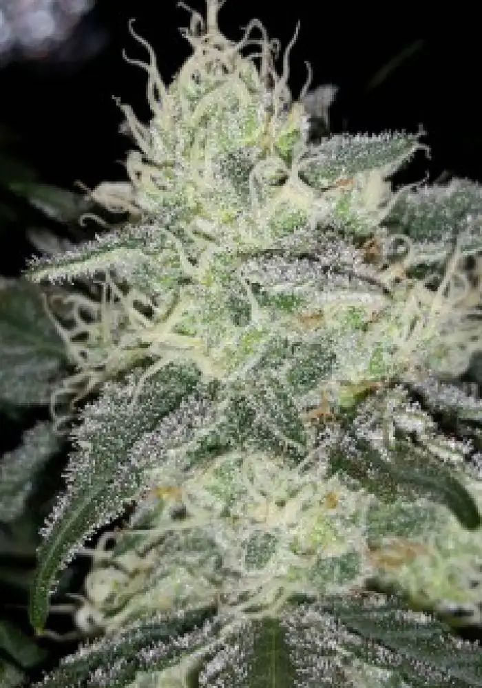 Illuminauto №11 White Stomper