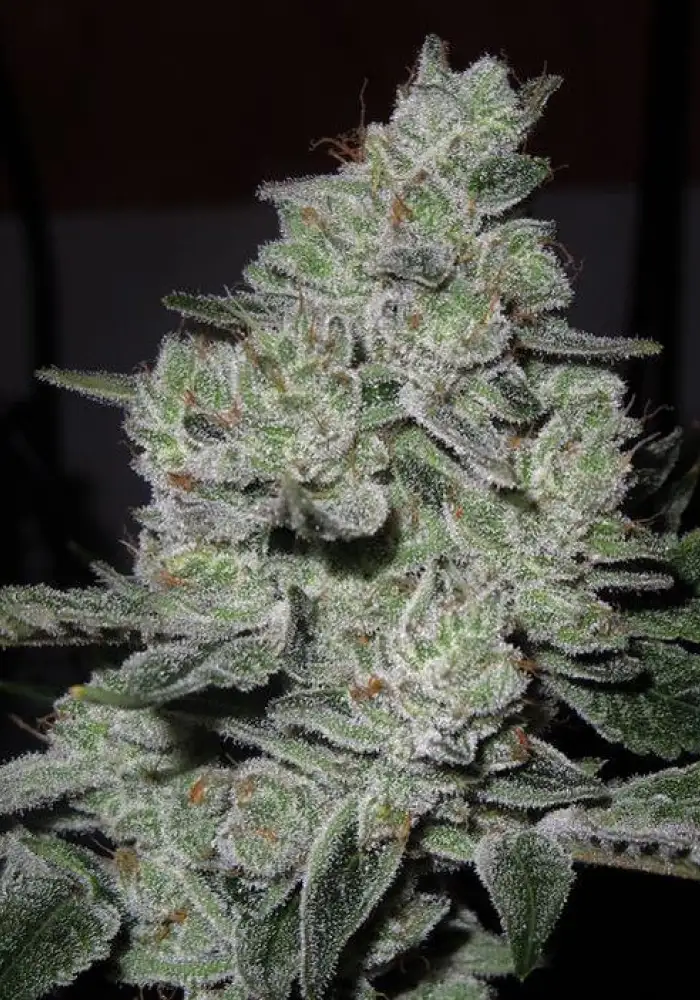 Gorilla Glue #5