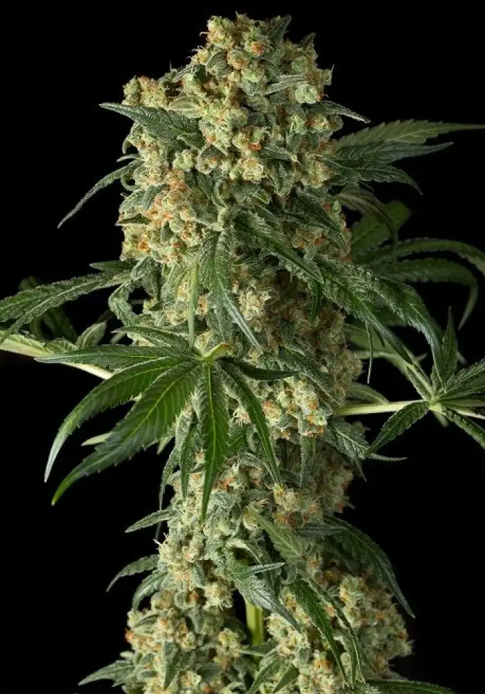 Big Kush