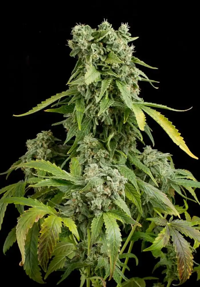 Blue Cheese Autoflowering