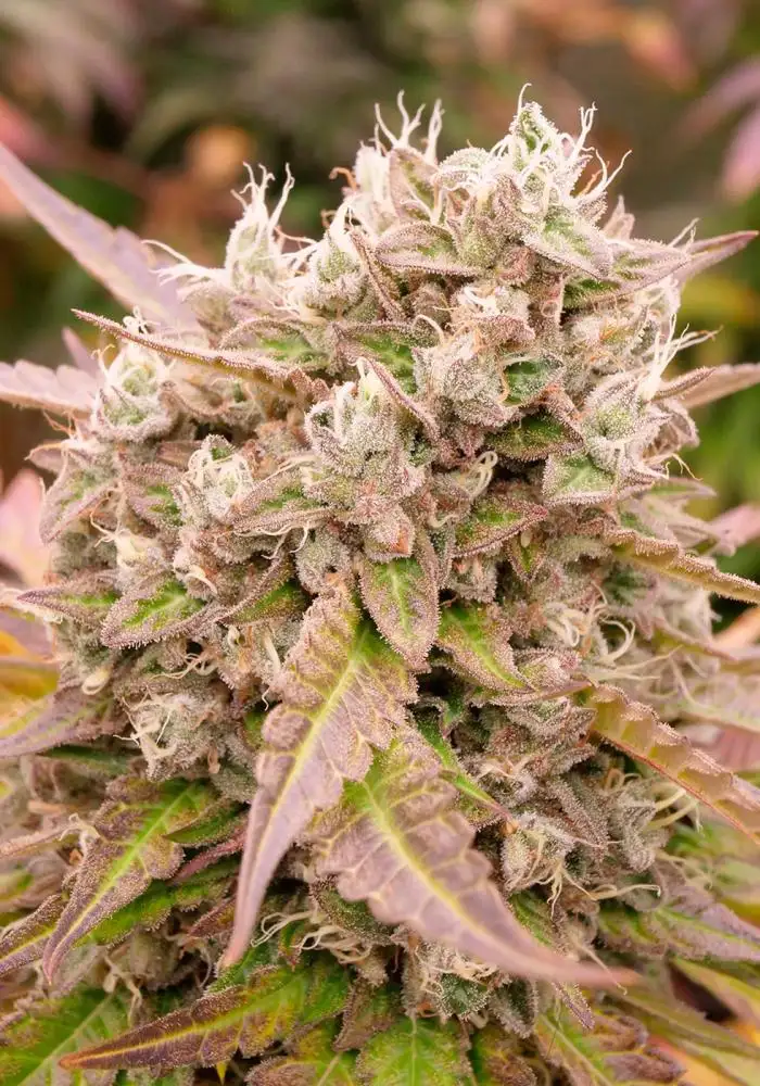 Dark Lemonade Auto