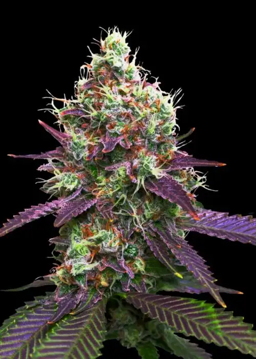 Sacred Cream©