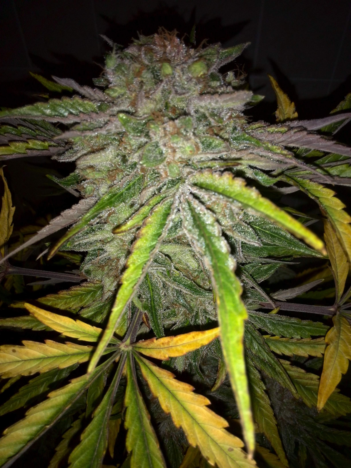 Industrial Plant Autoflowering CBD Seeds by Dinafem - Gro...