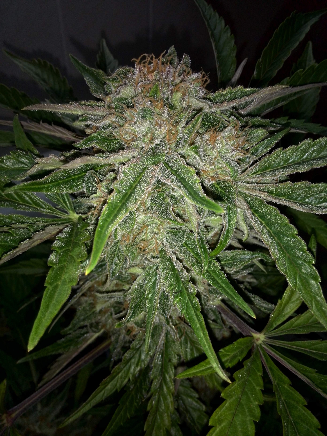 Industrial Plant Autoflowering CBD Seeds by Dinafem - Gro...