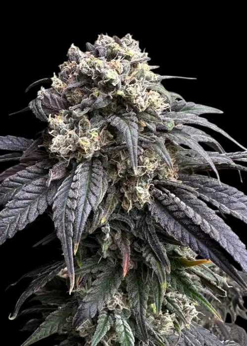 Zacatecas Skunk©