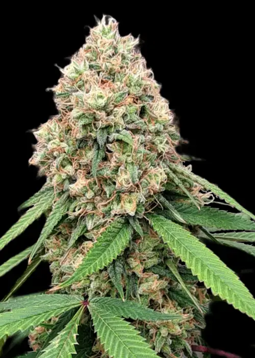Lambs Cheese©