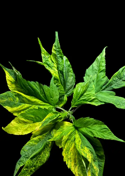 Variegated Delight©