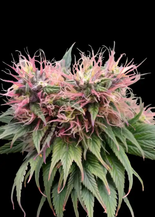 Mango Skunk GPP©