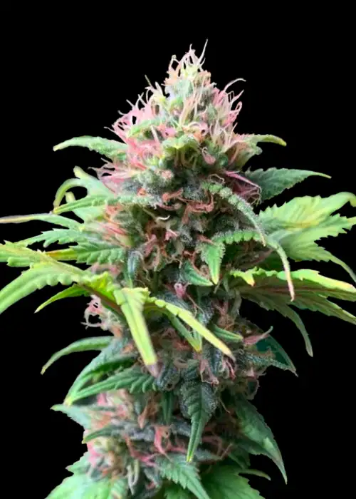Quackberry Rose©