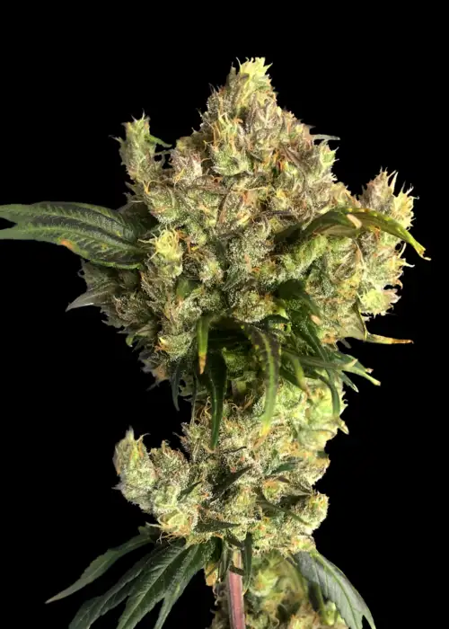 ZketchGrape©