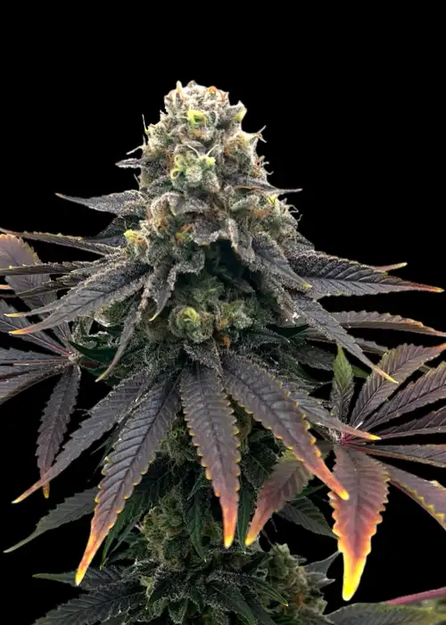 Offshore OG