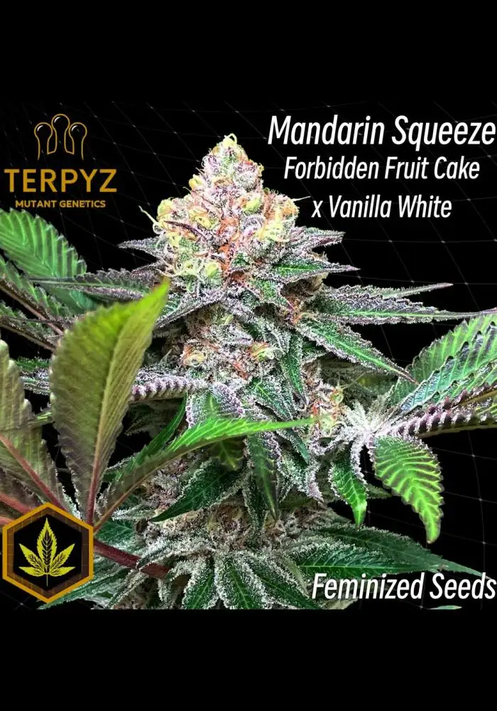 Mandarin Squeeze