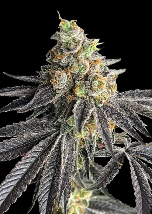 KS1 (Kosher Kush s1)