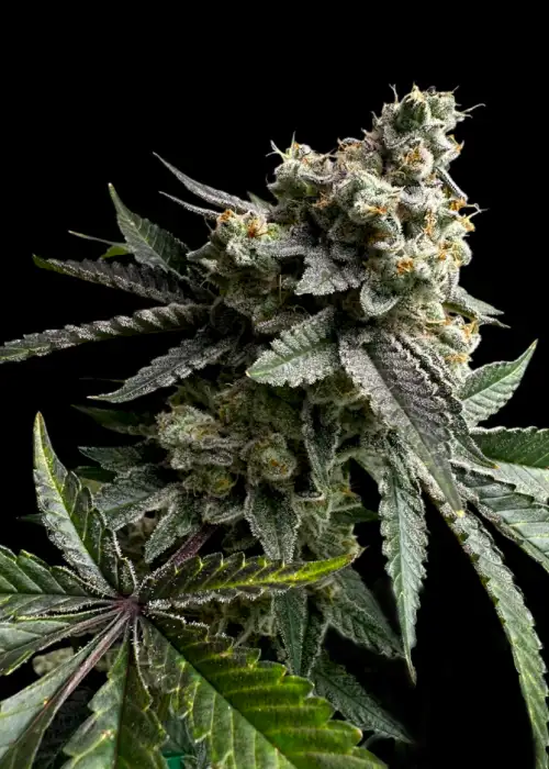 33 OG