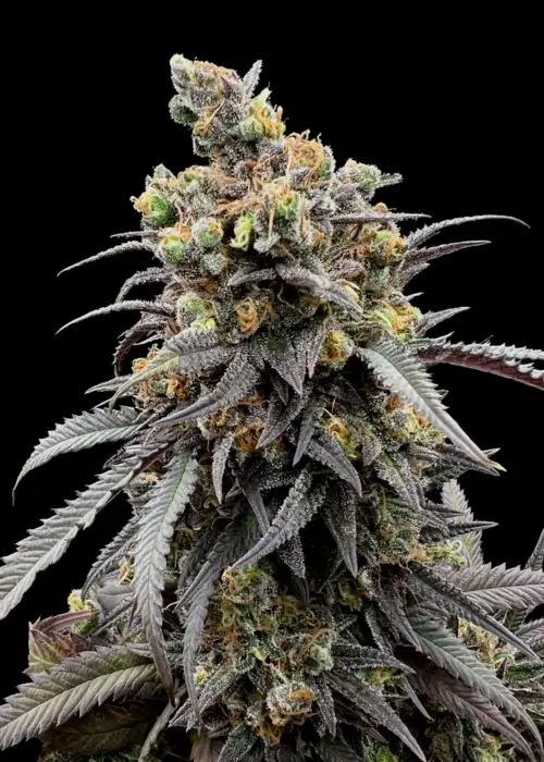 Mentha de Croco© Croco