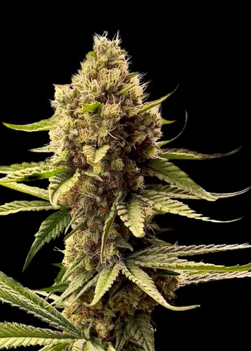 Afghan Kosher©