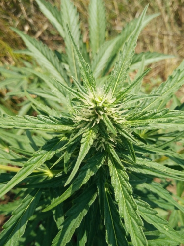 Auto Ultimate Seeds by Dutch Passion - GrowDiaries