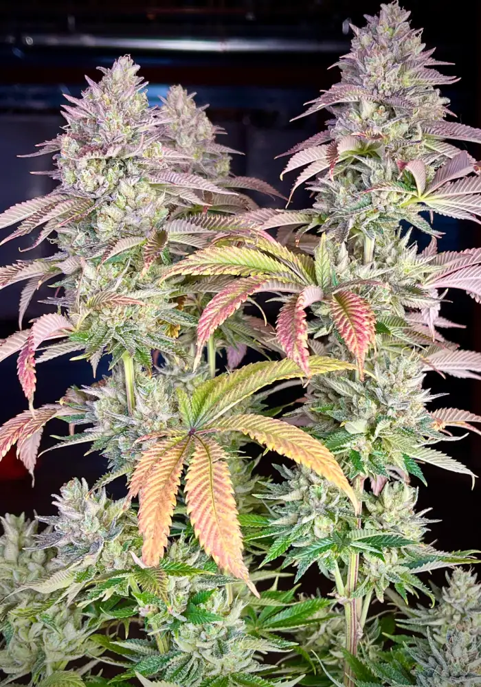 Gorilla Melon