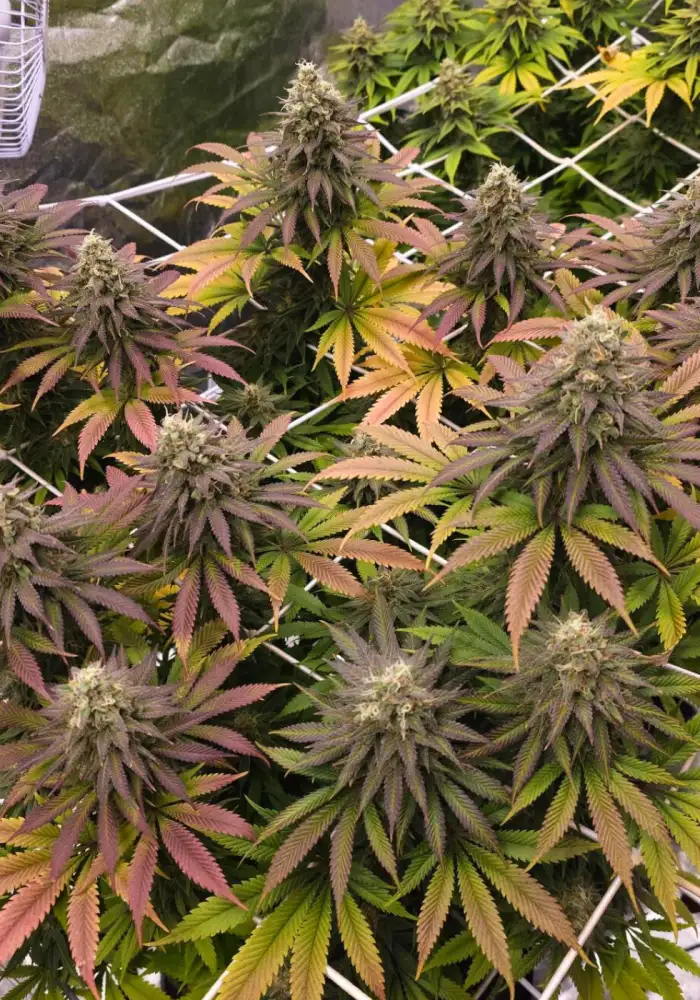 Lemon Mandarin