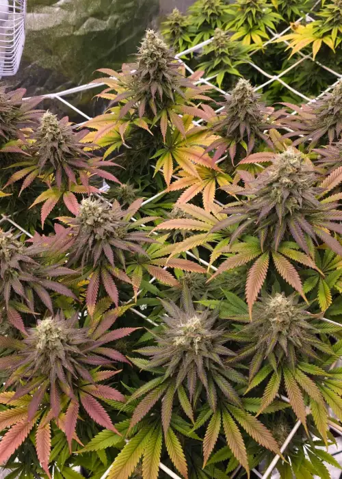 Lemon Mandarin