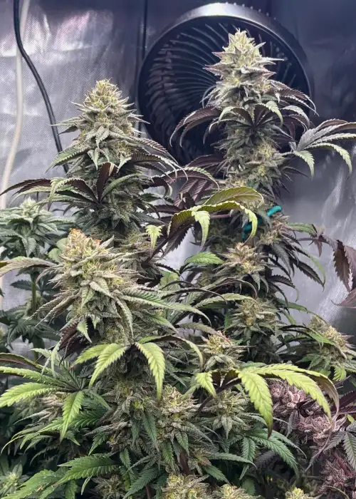 Papaya Sherbet