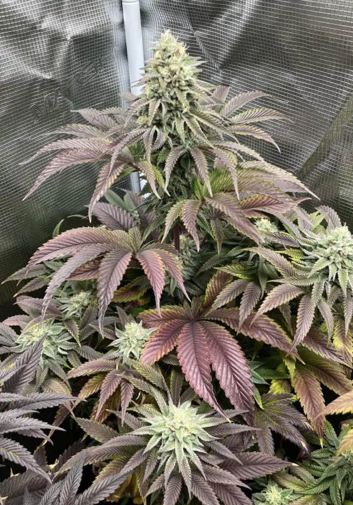 Rainbow Melon