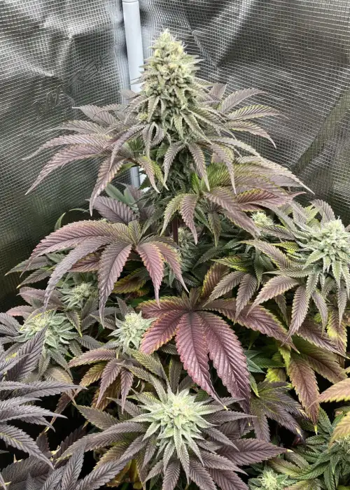 Rainbow Melon