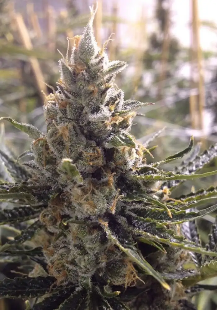 Sour Tangie