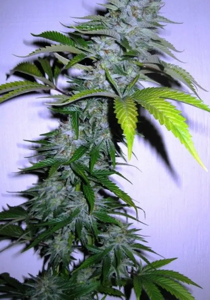 King Kong