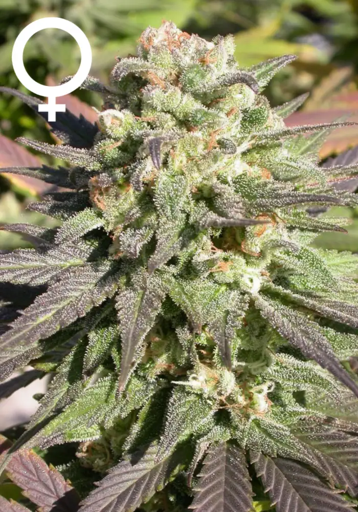 CBD Warlock