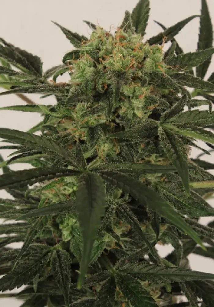 Auto MK-Ultra Kush