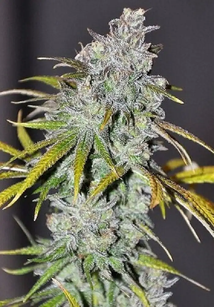 Blue Dream Haze