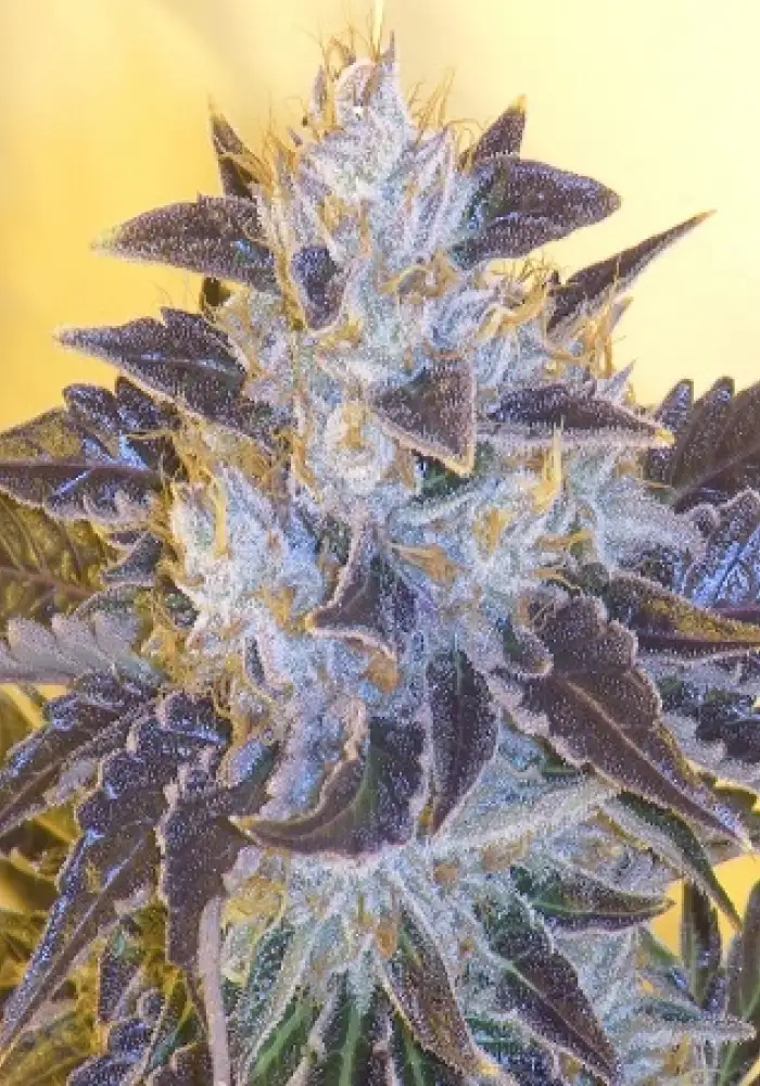 Grape OG
