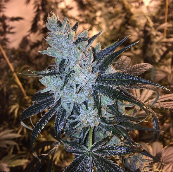 Mr. Clean Strain Info / Mr. Clean Weed By Exotic GrowDiaries