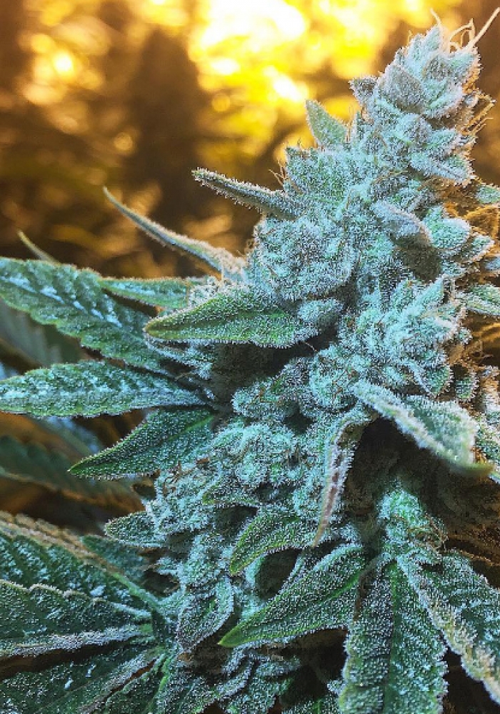 Lemon Meringue Seeds by Exotic Genetix - GrowDiaries