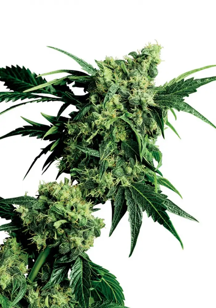 Mr. Nice G13 X Hash Plant