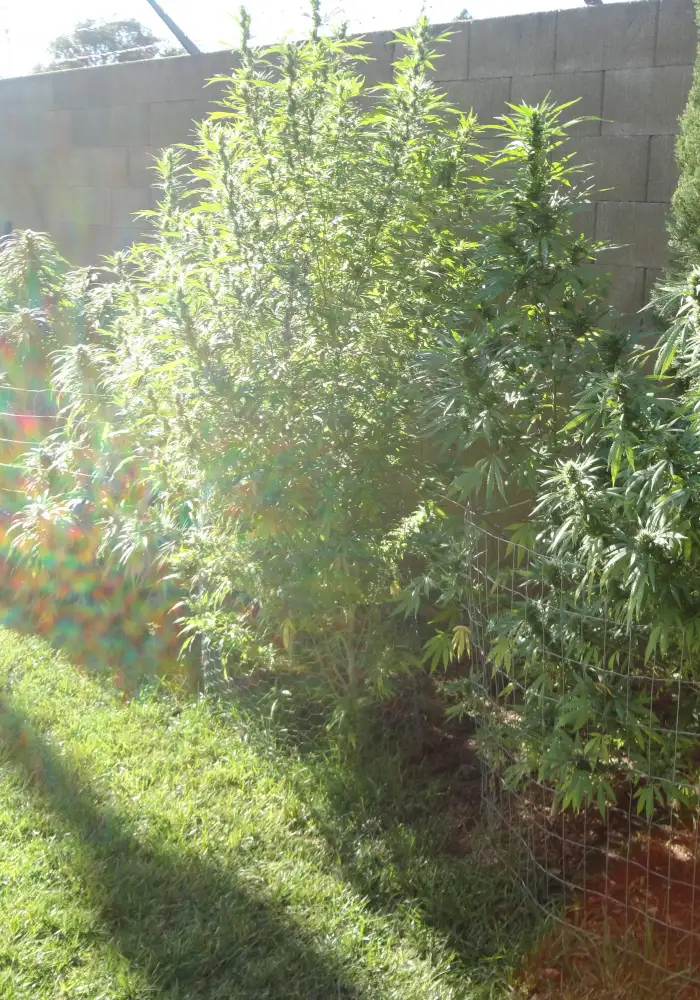 Grape Afghan Kush