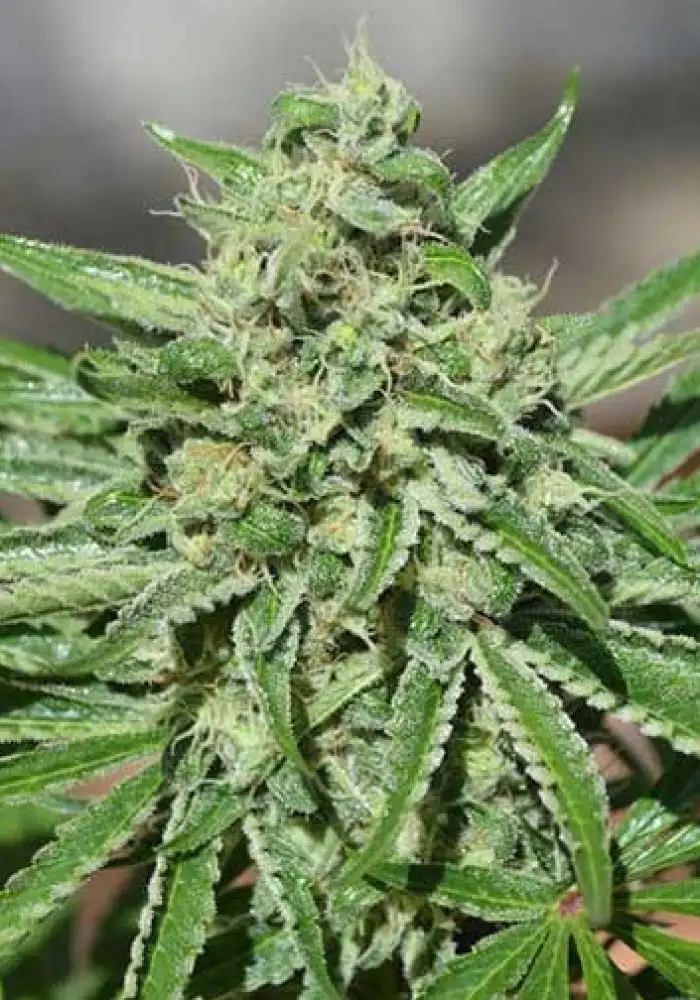CBD Tonic