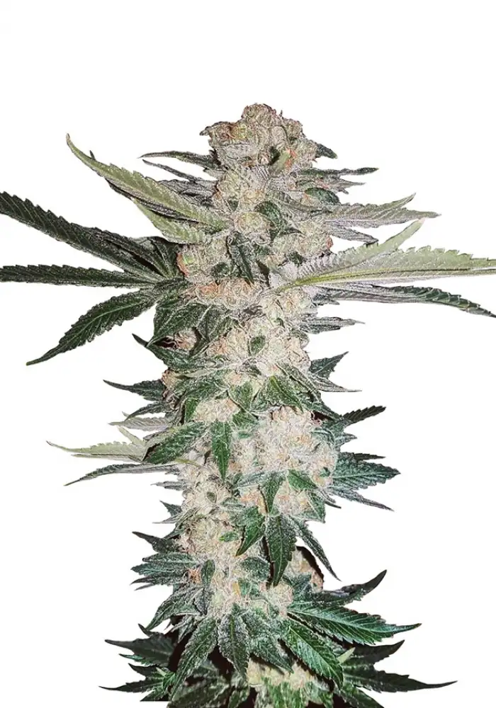 Sour Diesel