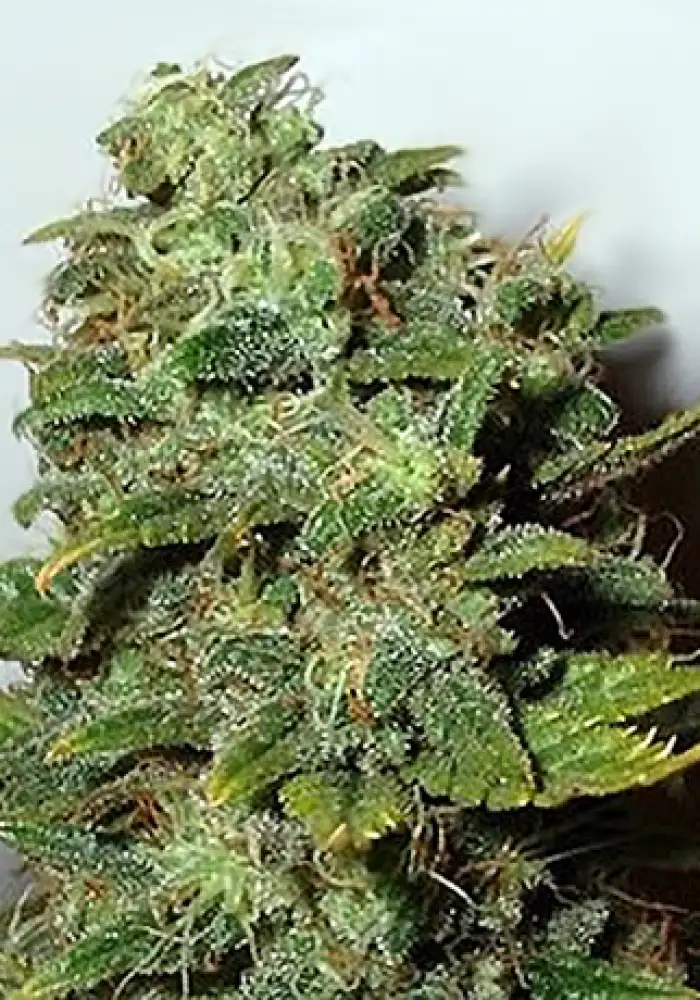 Mango Skunk