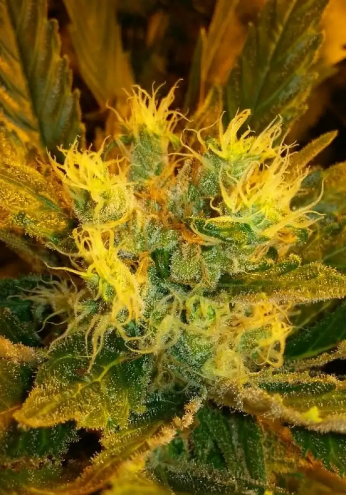 Jack Herer