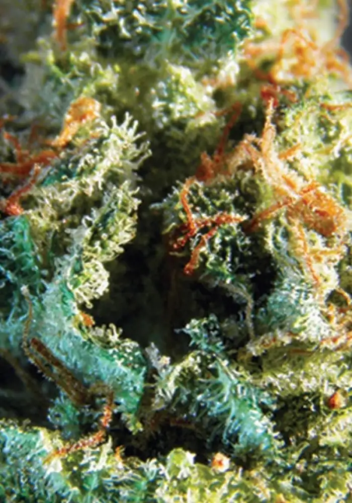 Silver Haze