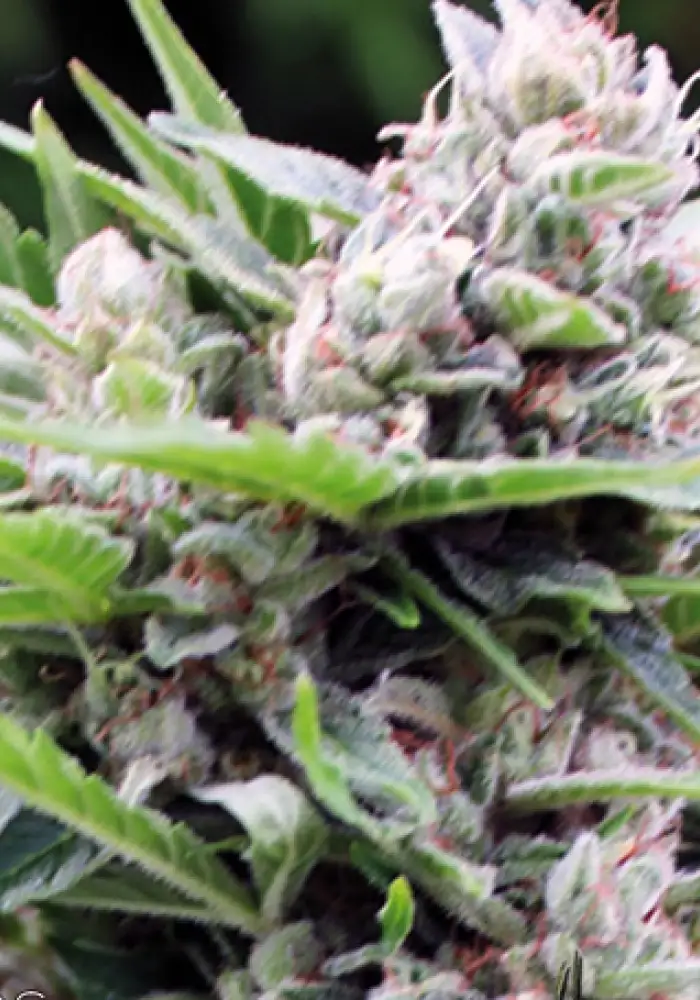 Bona Dea CBD+